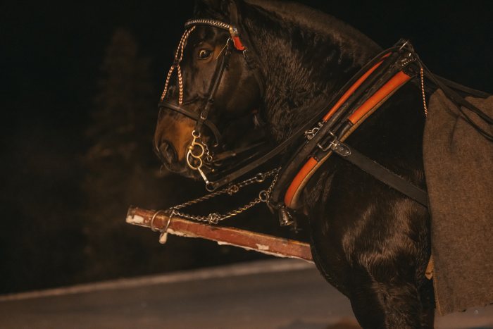 Zdjęcie 32 z galerii: Zimowy kulig w górach 2026 najlepsza oferta tylko z Góraleczką Bukowina Tatrzańska!